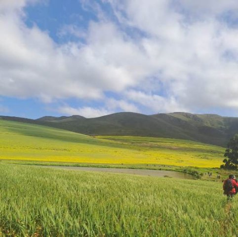 Canola flowering